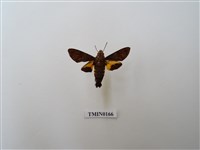 藏品(小長喙天蛾)的圖片